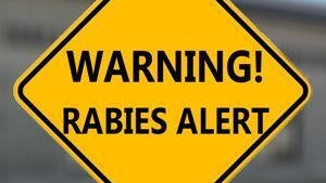 Officials urging caution after person comes into contact with rabid dog in Hall County — Woodstock Health news